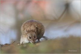 <p>POTKAN (Rattus norvegicus) Děčín - Zámecký rybník ---- /Brown rat - Wanderratte/</p>